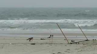 American Oystercatcher catch with whoosh net [upl. by Yenaffit297]