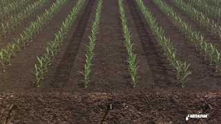 Subsurface drip irrigation for corn by Netafim [upl. by Narot]