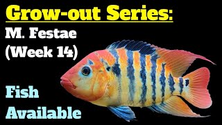 Growout Series Mesoheros Festae Cichlid Week 14  Availability Announcement [upl. by Aisenat68]