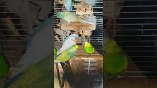 MIRA ESTA VOLADERA DE PERIQUITOS Y KAKARIKIS 🦜🤩 aves aviario kakariki periquitoaustraliano [upl. by Eynahpets927]