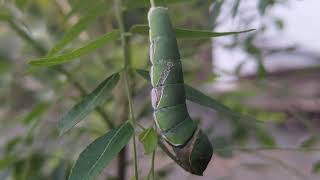 Amazing Butterfly Caterpillar selyan1980 [upl. by Ajnotal]