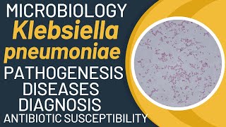 Klebsiella pneumoniae pathogenesis  Klebsiella pneumoniae microbiology [upl. by Aidnyl]