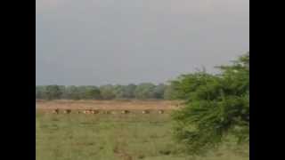 Lichtensteins Hartebeest Gorongosa [upl. by Esbensen]