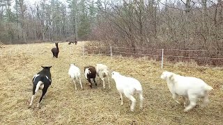 Alpaca Playing with Sheep [upl. by Drageruaeb]