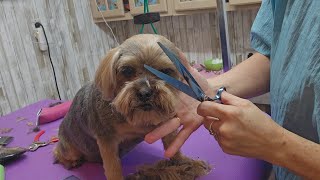 YorkieShih tzu quot Shorkiequot at the groomers haircut dog cute [upl. by Zipah986]