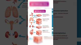 Epithelial tissue physiology and pharmacology [upl. by Abbottson]