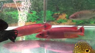 Red Pike Cichlids For Sale  XLSized [upl. by Riatsila]