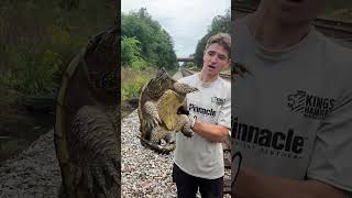 Giant snapping turtle almost bit me reptiles nature turtle animals herping catch [upl. by Barbee]