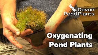 Oxygenating Pond Plants Oxygenators [upl. by Anirod]