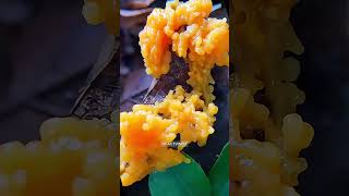 Slime Mold Science 🫨 [upl. by Eilloh]