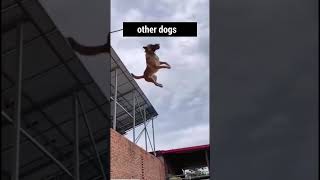 Other Dogs VS My Potato Dog PS no potatoes where hurt in the making of this video frenchie frenc [upl. by Friedrich398]