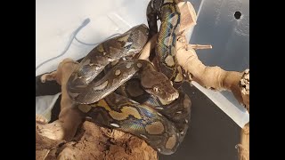 Super Dwarf Reticulated Python Having dinner [upl. by Comptom]