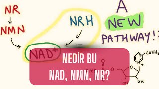 Nedir bu NAD NMR NR  Dr Can Akgündüz [upl. by Fabiano]