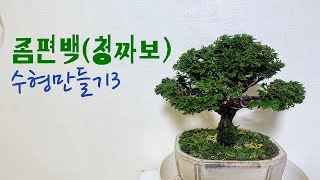 좀편백짜보 수형만들기3Hinoki cypress Bonsai [upl. by Kcirddor308]