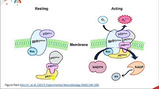 Reactive Oxygen Species [upl. by Inail]