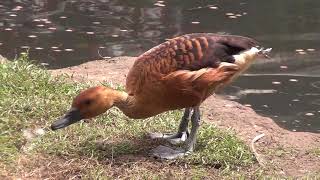 Fulvous Whistling Duck [upl. by Onitnerolf]