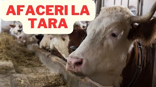 5 idei de afaceri la tara [upl. by Anneg275]