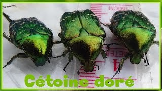 Cetonia aurata  Linnaeus 1761  Cetoniidae  Cétoine dorée  052017 [upl. by Goldie]