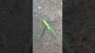 Caterpillar eat whole leaf [upl. by Aletta]