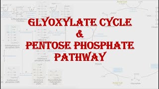 Glyoxylate cycle amp Pentose phosphate pathway Shunt  HPU BSc 2nd year [upl. by Anikes292]