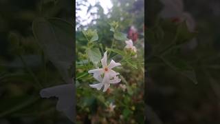 Parijat plant and flower plant viral flowers music gardaning [upl. by Aubree454]