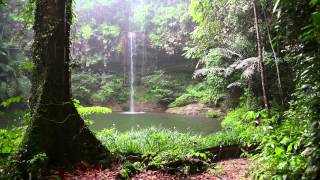 Rain Sound and Rainforest Animals Sound  Relaxing Sleep [upl. by Marr]