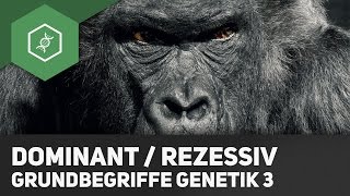 Dominant amp Rezessiv – Unterschied – Grundbegriffe Genetik 3 [upl. by Mailand]