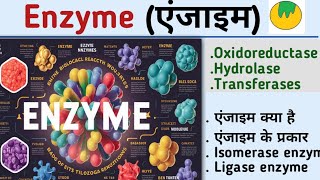 EnzymeएंजाइमEnzyme biochemistryenzyme in hindiOxidoreductaseHydrolasetransferaseKiran maurya [upl. by Ala33]