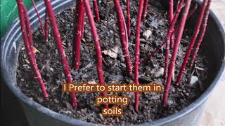 Grow ez to propagate plants easily Redtwig Dogwoods [upl. by Ettenay]