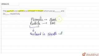 The plumule and radicle are enclosed in sheath which are a and b respectively [upl. by Rosemaria]