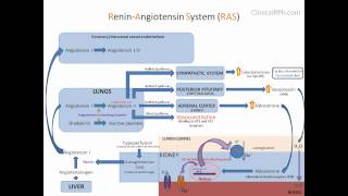 ReninAngiotensin Aldosterone System RAAS [upl. by Larkins]