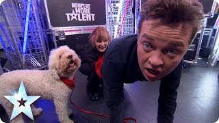 Stephen Mulhern learns a doggy trick  Britains Got More Talent 2014 [upl. by Neladgam]