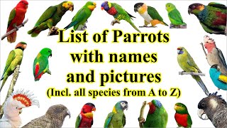 List of parrots all 402 species with names and images [upl. by Amak98]