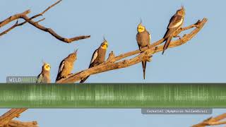 Cockatiel sounds  The calls of wild cockatiels quarrions in the Australian outback [upl. by Justen]