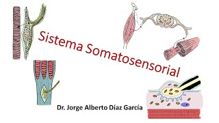 Sistema somatosensorial [upl. by Golanka]