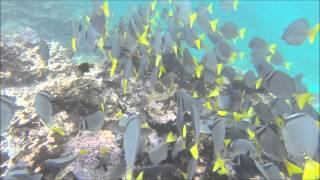 Galapagos Islands devils crown and post office snorkeling [upl. by Hewitt]