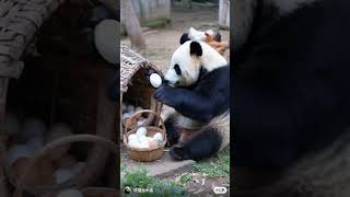 PANDA BEARS EGGciting BREAKFAST🐼🥚funnycute [upl. by Neukam]