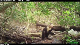 Whitefaced capuchin Cebus capucinus imitator stone tool use in Coiba National Park Panama [upl. by Nnayllehs506]