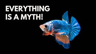 WARNING these are MYTHS ABOUT BETTA FISH that people STILL BELIEVE [upl. by Turnheim154]