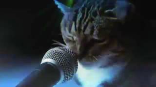 Meow Mix song 1 hours [upl. by Iong579]