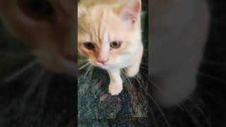 Persian cat family1000subscriber katt cuteanimal funny [upl. by Nazus]