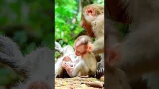 Best video of baby monkey action Great life of monkeys babyluna cuteanimal animals [upl. by Rica]