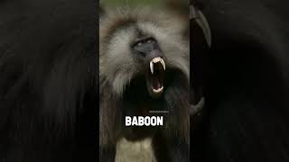 এদের নাম কি ভাই  Animals Baboon  shorts [upl. by Tabib]