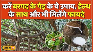 Heath Benefits Vastu के साथ बरगद के पेड़ के Ayurvedic फायदे भी जान लीजिए  Bargad Tree  local18 [upl. by Shig]