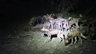 African Wild Dogs Gorongosa NP Mozambique [upl. by Nwadal]