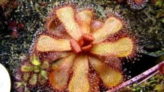 Drosera slackii  Sundew Carnivorous Plant [upl. by Yram]