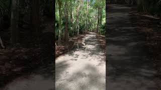 Deer Crossing deer wildlife nature [upl. by Eiro]