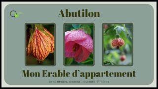 Abutilon un arbuste toujours en fleurs abutilon vegetosphere arbuste [upl. by Fiorenza]