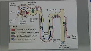 Boşaltım Üriner Sistem Fizyolojisi veteriner tıpfizyolojibiyokimyaanatomi [upl. by Neisa]