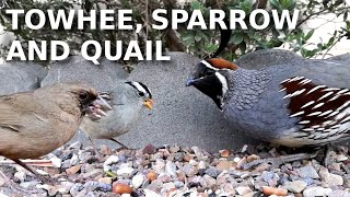 White Crowned Sparrow Aberts Towhee and Gambels Quail  High Quality Bird Sound [upl. by Aridnere]